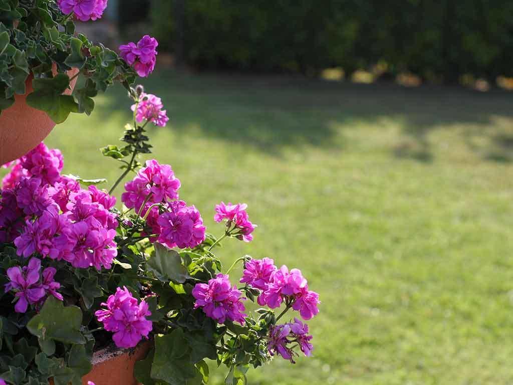 Da Rosa Bed&Breakfast Neviglie Bagian luar foto